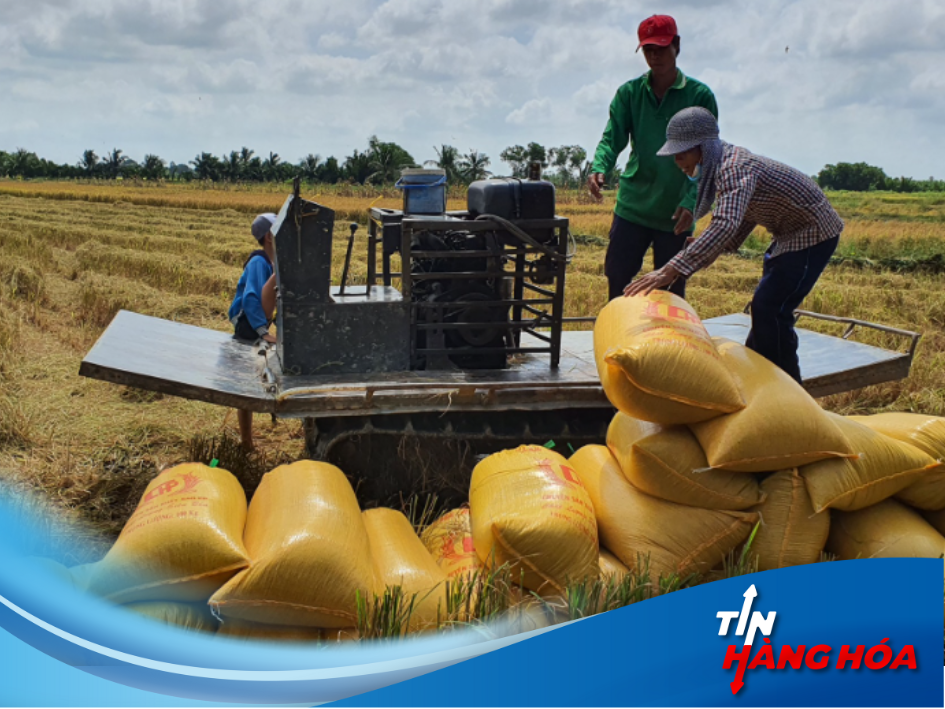 Ng&agrave;y 29/10: Gạo giữ phong độ, l&uacute;a "an phận" tr&ecirc;n s&acirc;n nh&agrave;